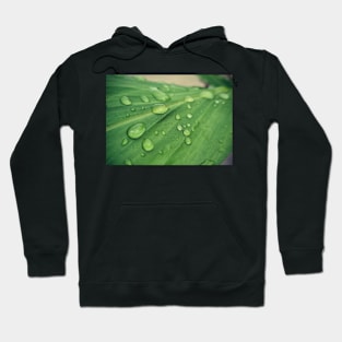 Green leaf covered by drops of water Hoodie